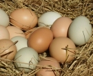 Gezen Köy Tavuğu Yumurtası
